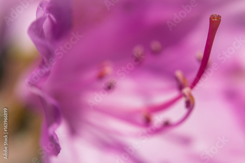 Close up shot of the inside of this purple flower.