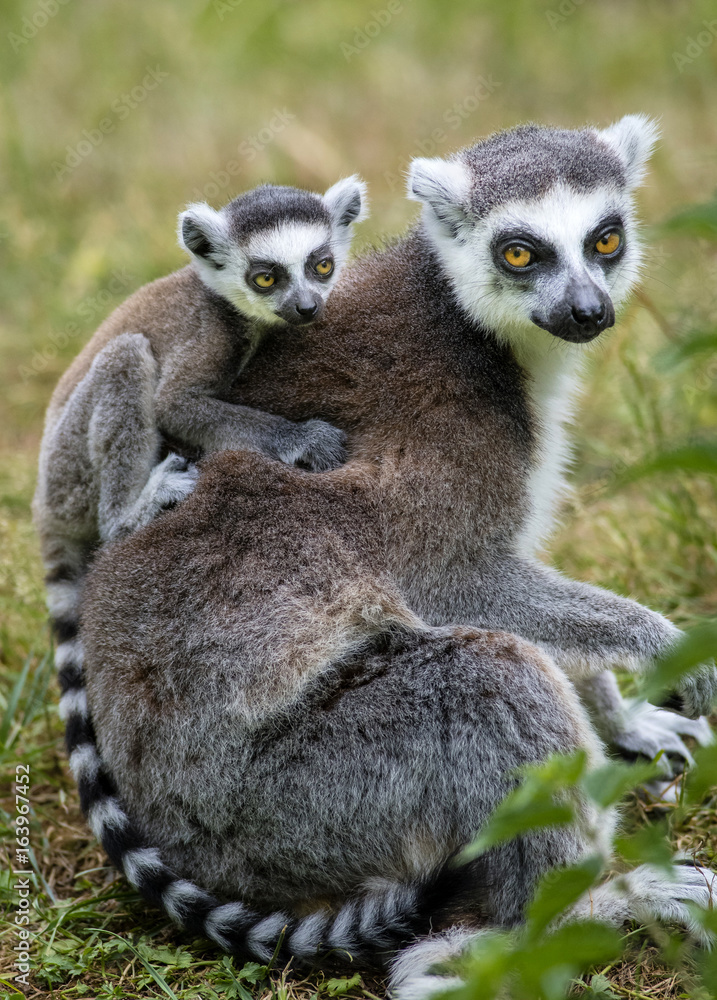 Obraz premium Lemur catta baby on the mother's back/Lemur catta baby and mother/Lemur Catta