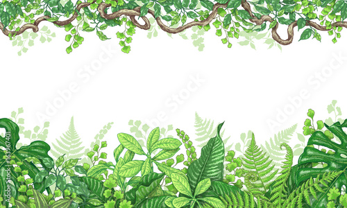 Tropical Plants  Horizontal Border