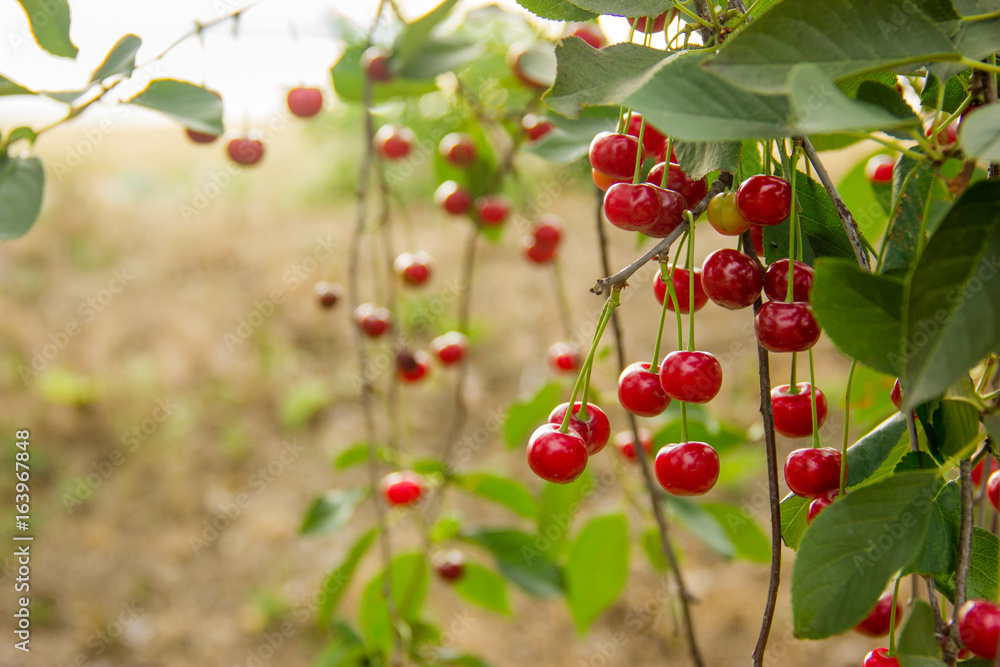 Red and sweet cherries on a branch