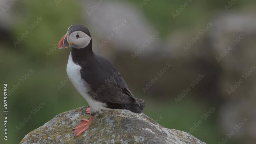 puffin at the coast of norway puffin at the coast of norway