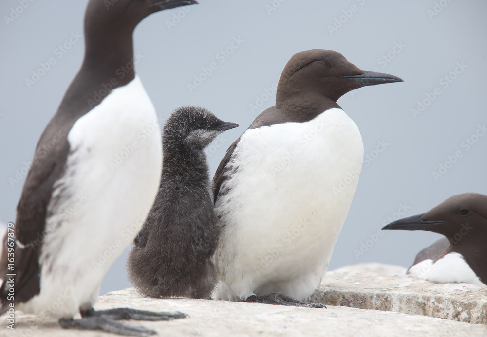 Fototapeta premium Young Guillemot, (Common Murre, Uria aalge), secure between two parents, Farne Islands, Northumbria, England, UK.