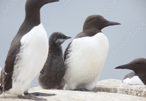 Young Guillemot, (Common Murre, Uria aalge), secure between two parents, Farne Islands, Northumbria, England, UK.