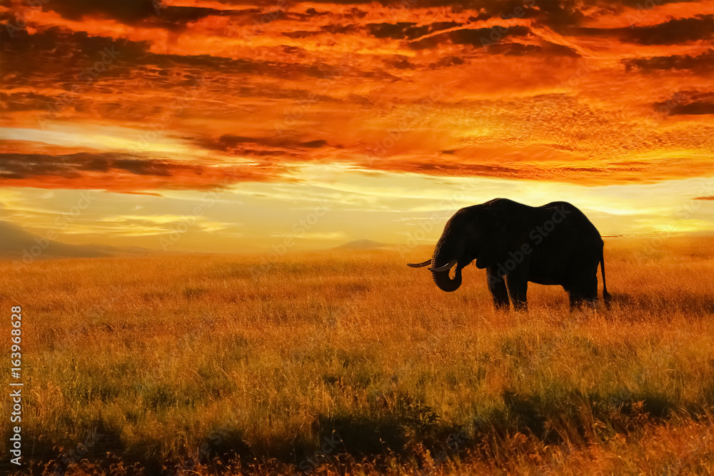 Lonely Elephant against sunset in savannah.  Serengeti National Park. Africa. Tanzania. - obrazy, fototapety, plakaty 