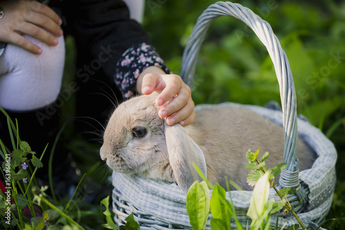 Cute bunny outdoors in the basket photo