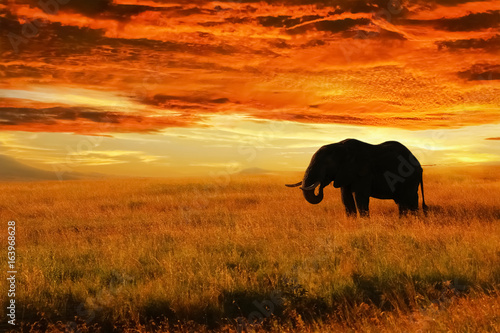 Lonely Elephant against sunset in savannah. Serengeti National Park. Africa. Tanzania.