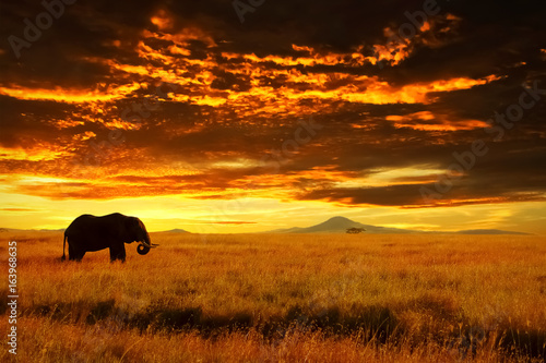 Lonely Big Elephant against sunset in savannah.  Serengeti National Park. Africa. Tanzania.