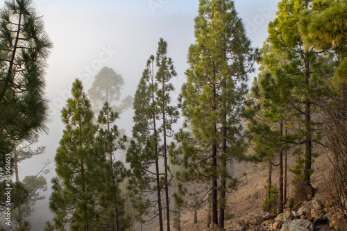 Sunset over misty pine tree forest