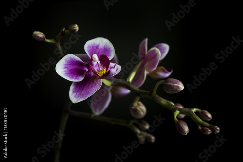 A brunch of Orchid with some buds and flowers on black background 