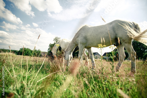 Fényképezés Welsch Mountain Pony