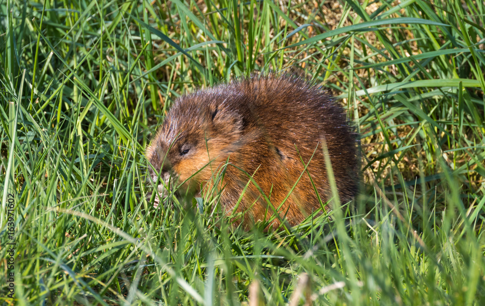 Junge Bisamratte im frischen Gras Junge Bisamratte im frischen Gras