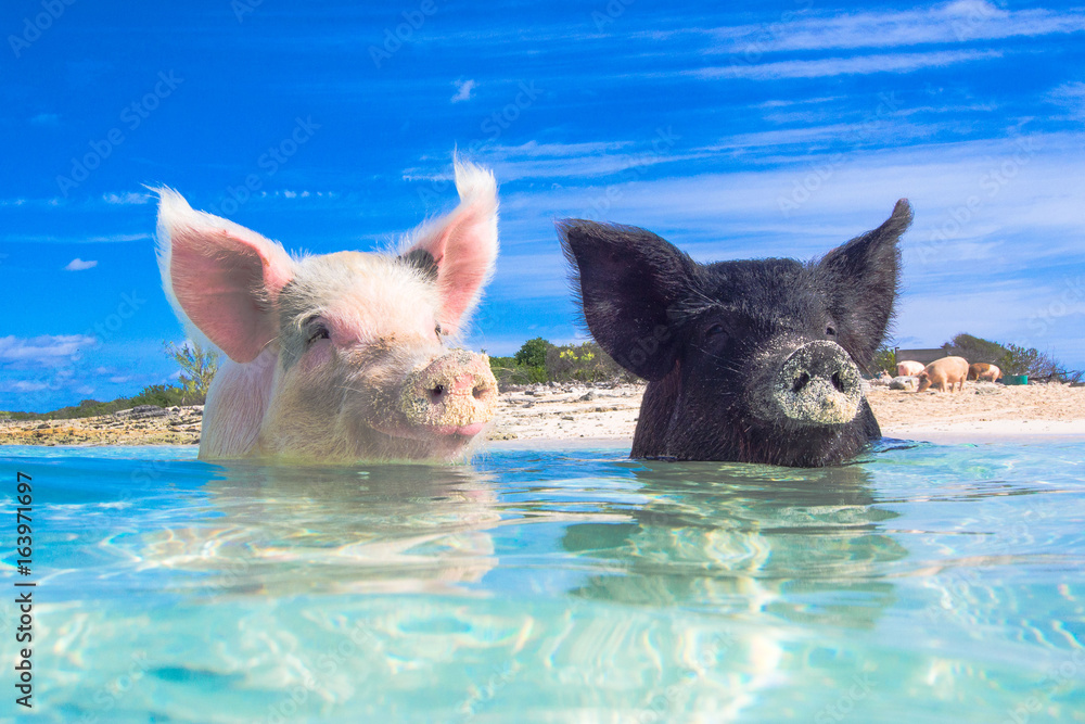 Fototapeta Pływanie dla świń