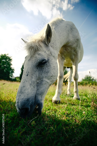 Welsch Mountain Pony