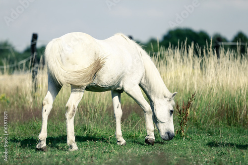 фотографія Welsch Mountain Pony