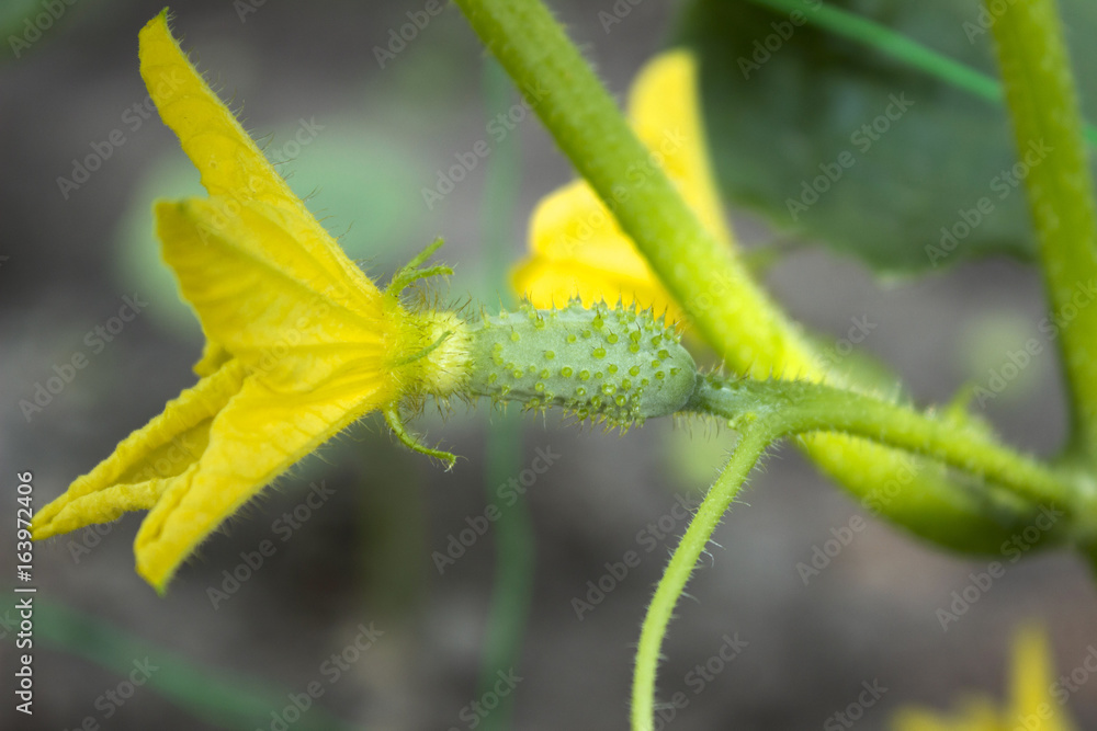 Flowering cucumbers on a bed in the garden, small, young vegetables Flowering cucumbers on a bed in the garden, small, young vegetables