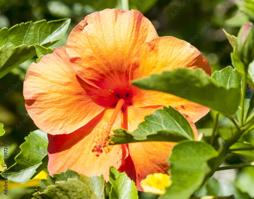 Beautiful Exotic Tropical Hawaiian Hibiscus Beautiful Exotic Tropical Hawaiian Hibiscus