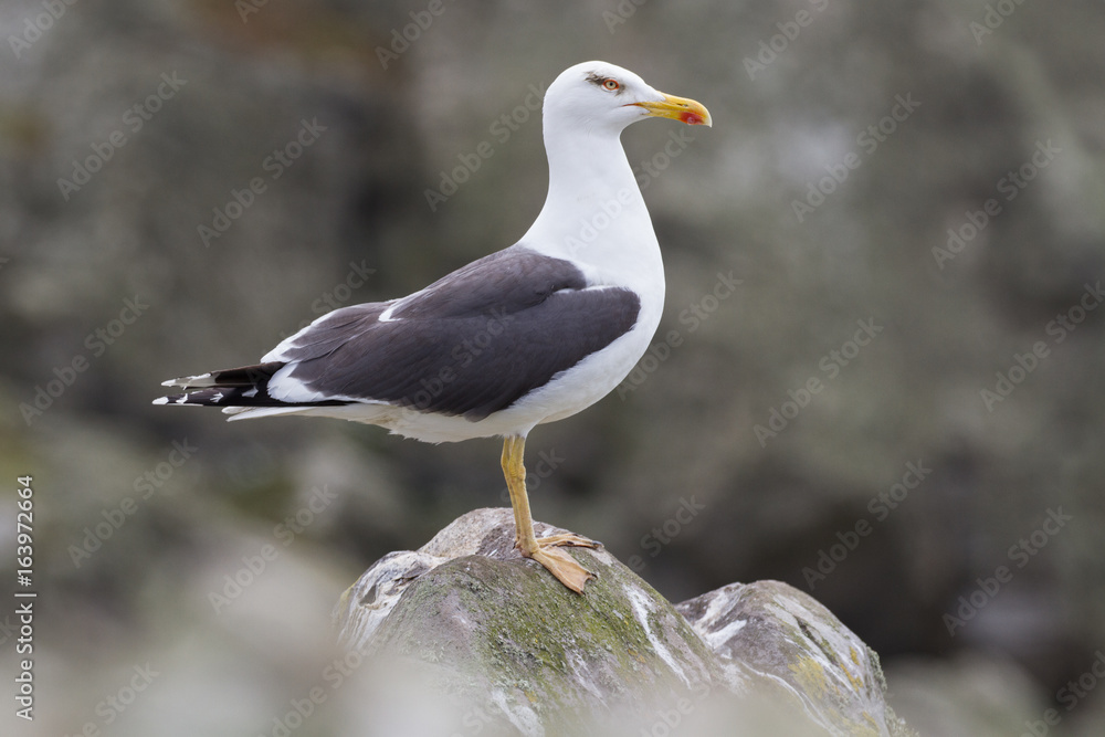 Fototapeta premium Herring Gull (Larus Argentatus) perched on a rock