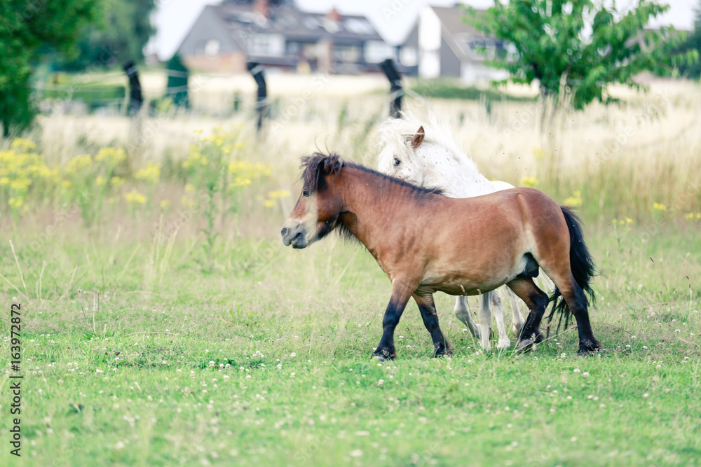 Fototapeta premium Mini Shetland Ponys spielen