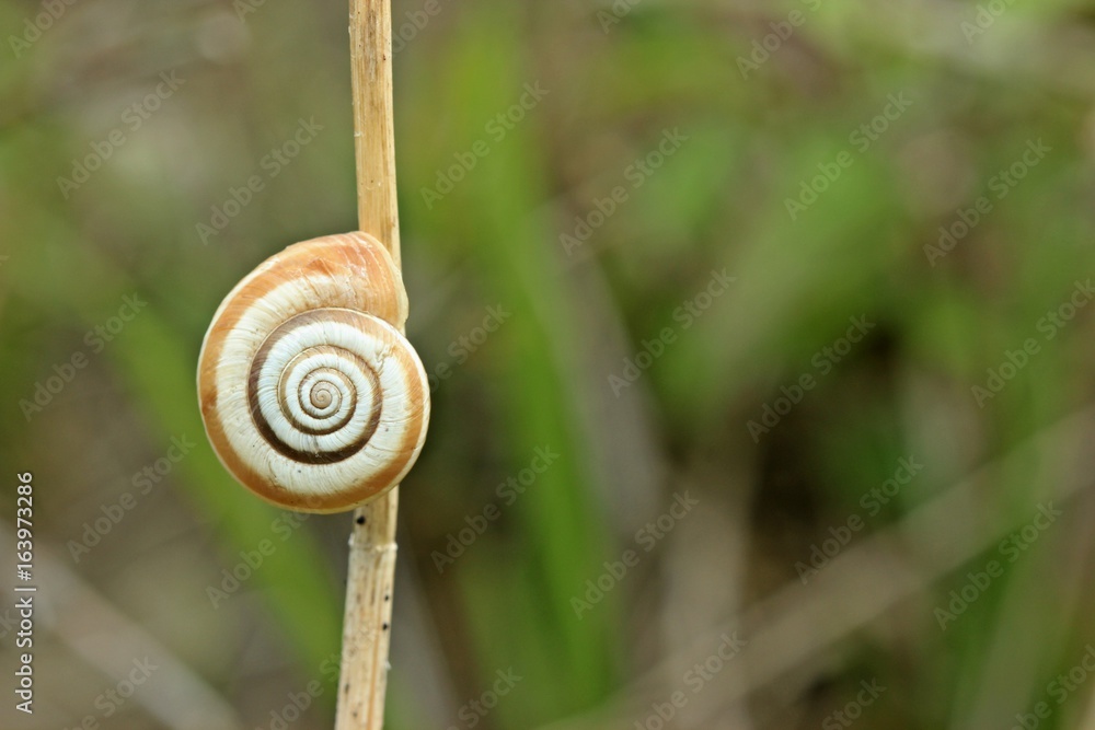 Westliche Heideschnecke (Helicella itala) an Halm
Westliche Heideschnecke (Helicella itala) an Halm