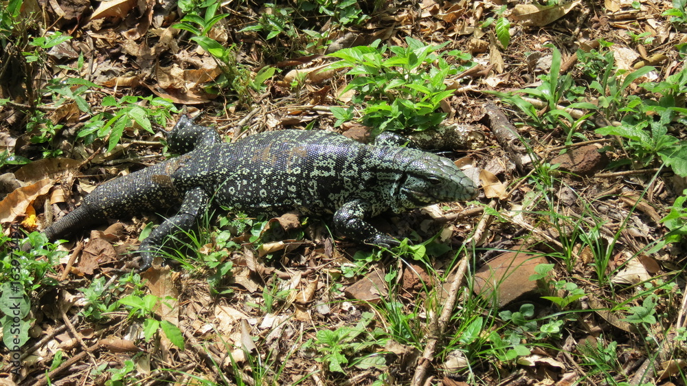 Brésil iguane reptile animal Brésil iguane reptile animal