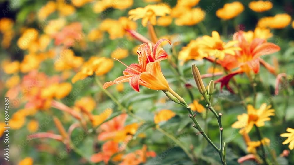 Orange lilies shake after rain Orange lilies shake after rain