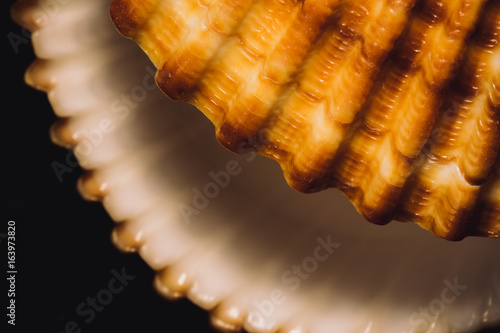 macro di conchiglia aperta