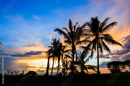 Silhouetted of coconut tree during sunrise