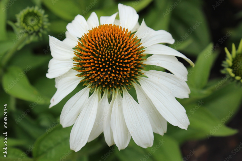 Obraz premium große Blume IGA