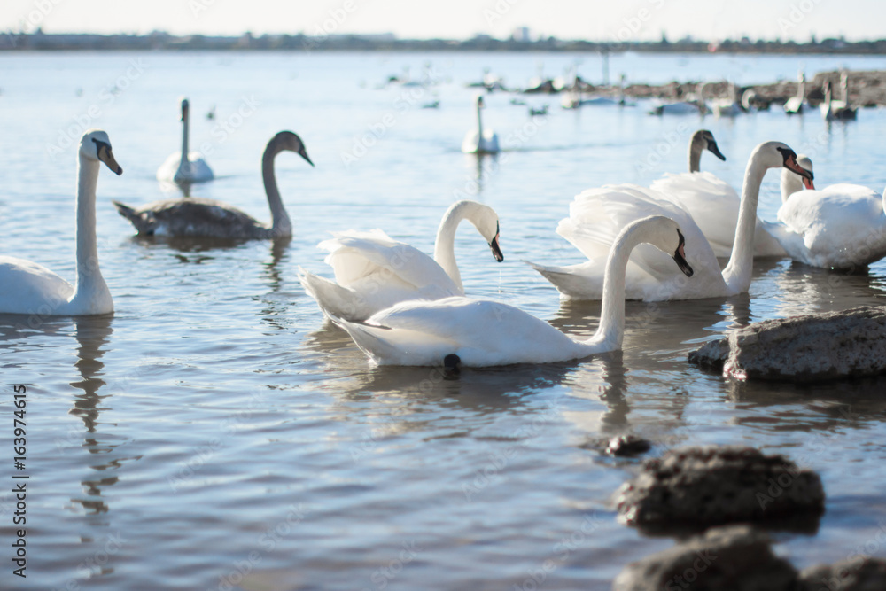 Beautiful white swan with the family in swan lake, romance, seasonal postcard, selective focus