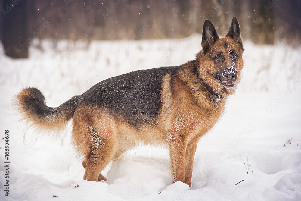 A German shepherd stands in the snow in Park at winter day