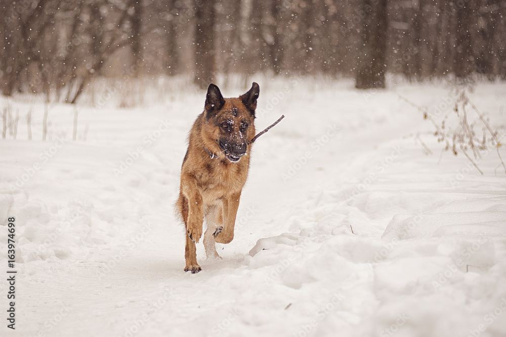 German shepherd running through the woods on a winter day with a stick in his teeth German shepherd running through the woods on a winter day with a stick in his teeth