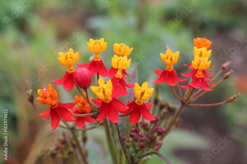 orang-gelbe Blume