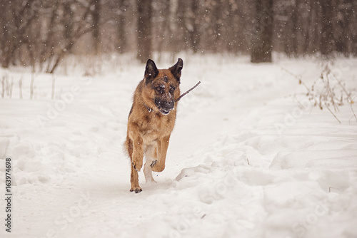 German shepherd running through the woods on a winter day with a stick in his teeth © pushann