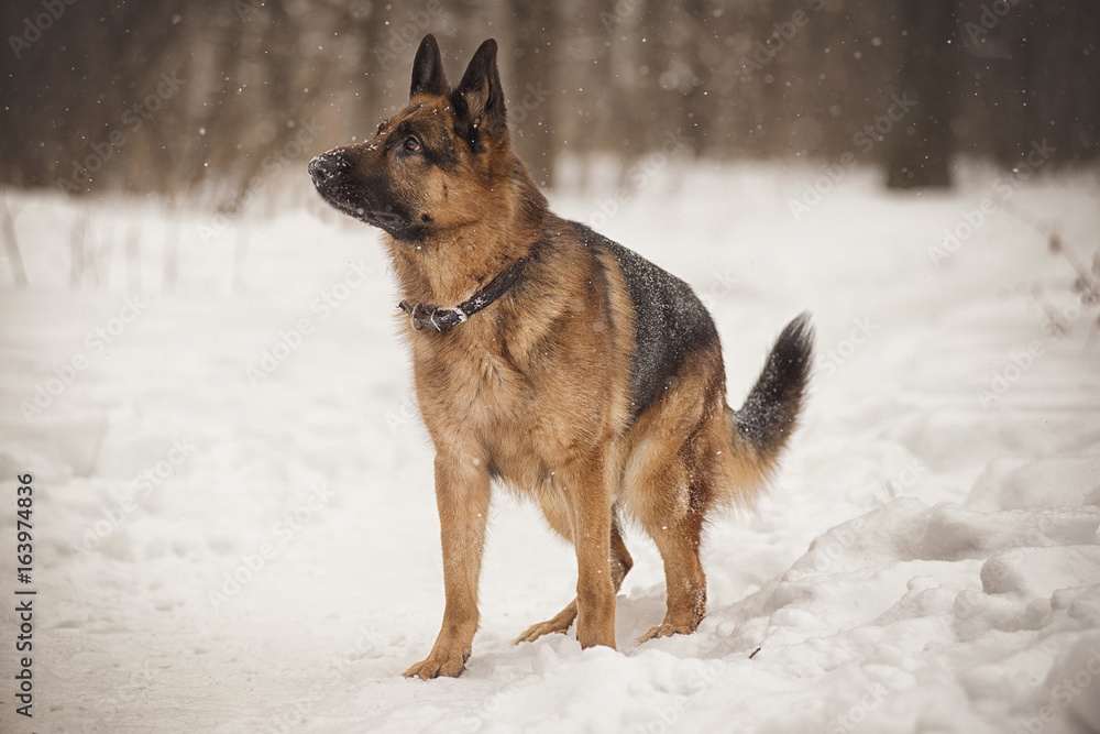 German shepherd dog in a forest in winter stands and looks to the side German shepherd dog in a forest in winter stands and looks to the side