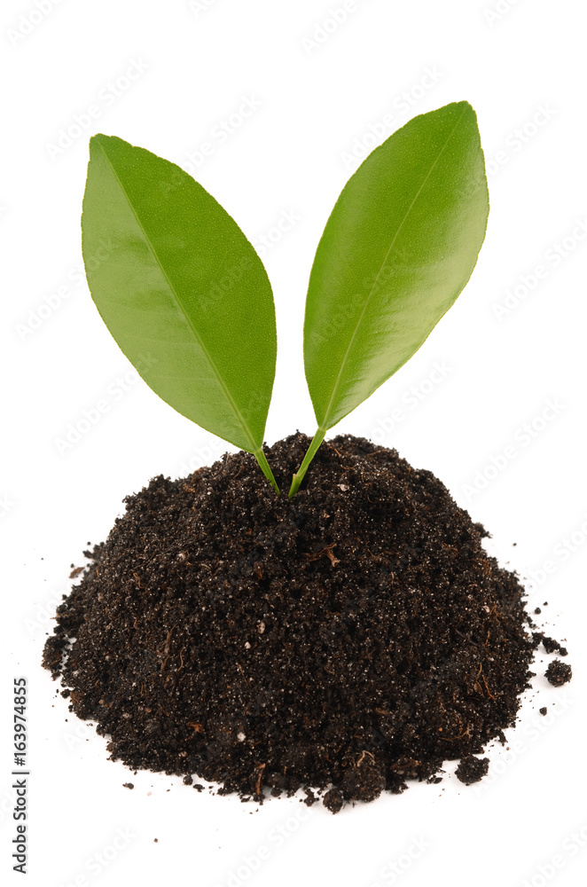 green sprout green sprout