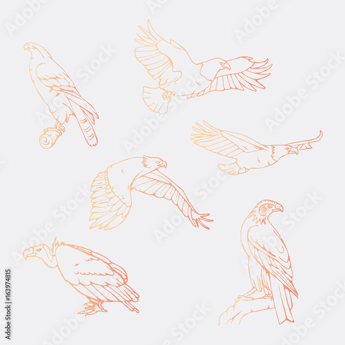 Hand-drawn pencil graphics, vulture, eagle, osprey, falcon, hawk, scavenger, condor, karkar, kite.Engraving, stencil style. Bird predator.Logo,sign,emblem,symbol Stamp,seal. Simple illustration Sketch photo
