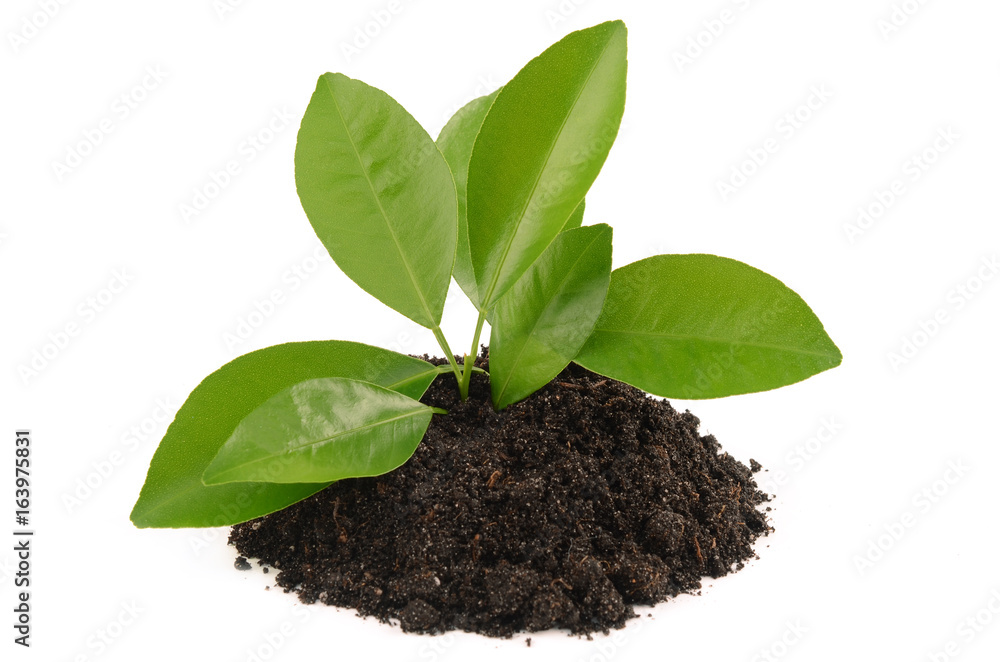 green sprout green sprout