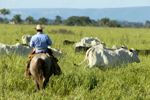 Fazenda de gado - MT