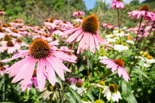 Purple Cone Flower  Echinacea purpurea on the garden with sunshine lighting