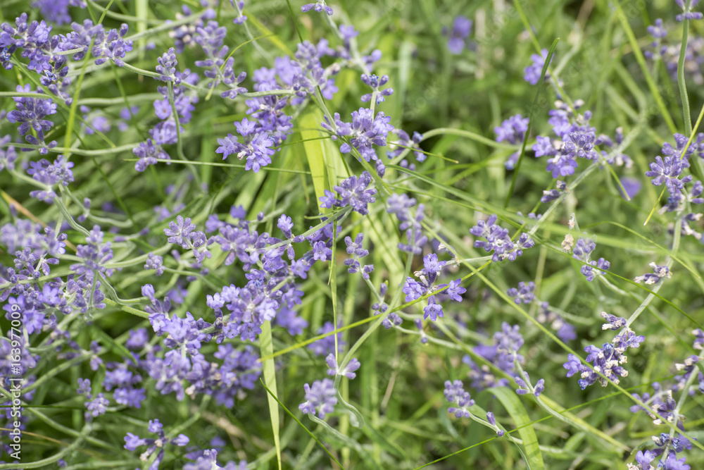 Obraz premium Lavender Blooms