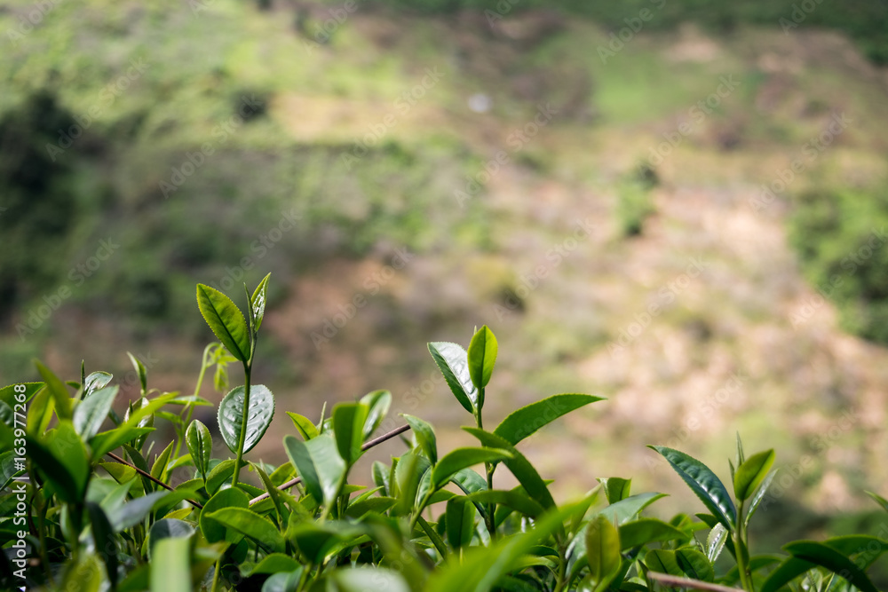 Close up fresh tea leaves on Tea plantations Close up fresh tea leaves on Tea plantations