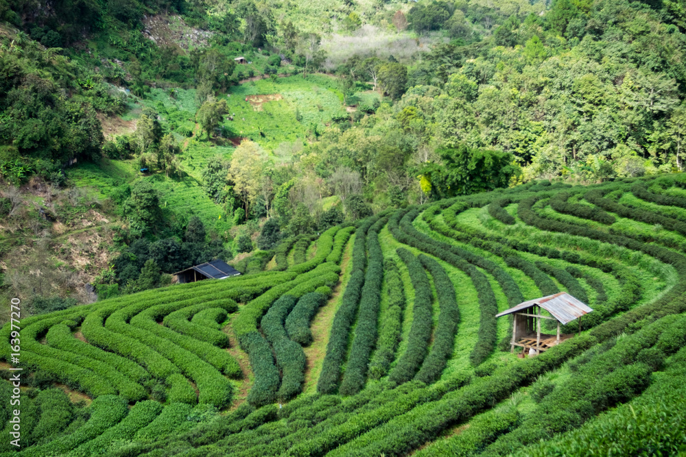 Tea Plantations  with cottage at Doi Ang Khang , thailand