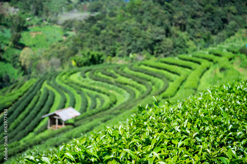 Fototapeta Naklejka Na Ścianę i Meble -  Focus tea leaf and Green Tea Plantations background with cottage at Doi Ang Khang , thailand
