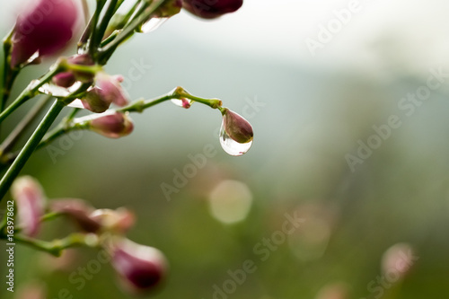 Quadro em tela Dew water drops close up