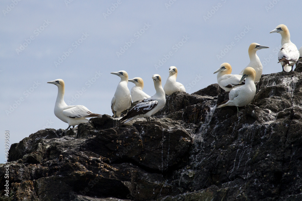 Fototapeta premium Gannets (Morus Bassanus) Grassholm Island, Pembrokeshire, UK