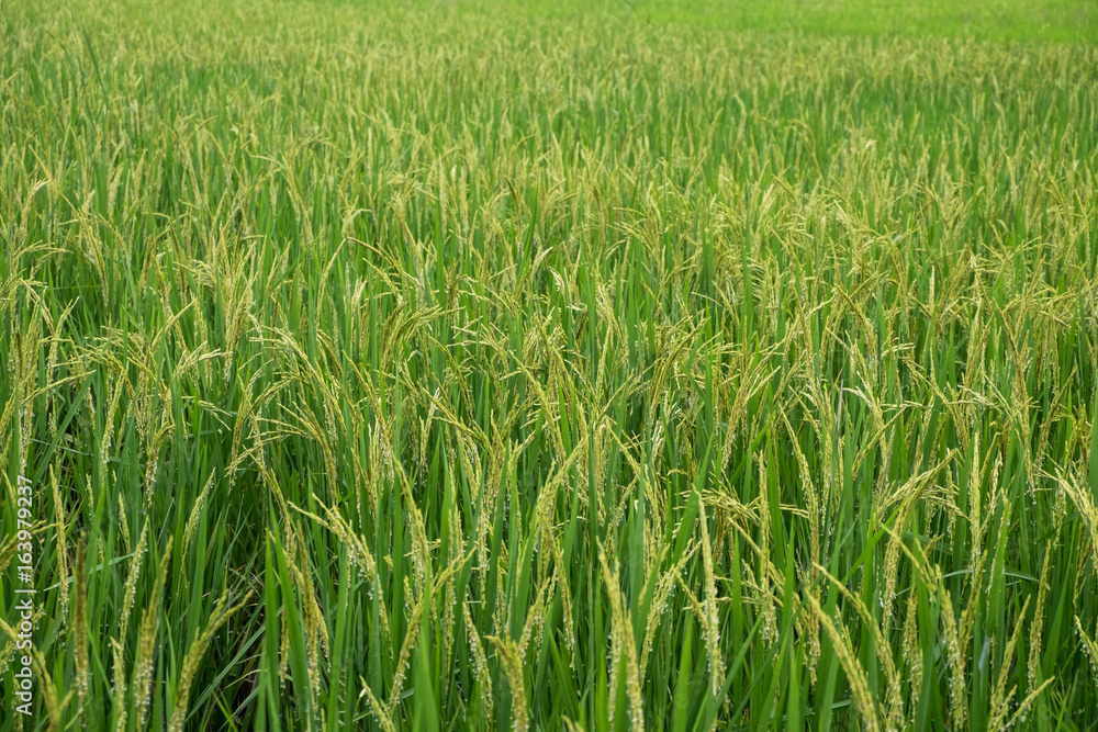 Rice farm Rice farm