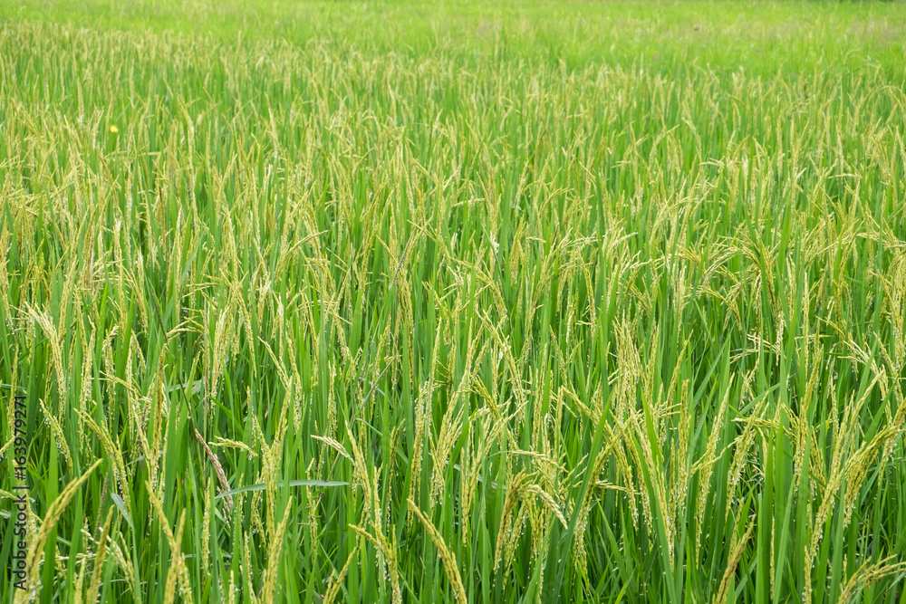 Rice farm Rice farm