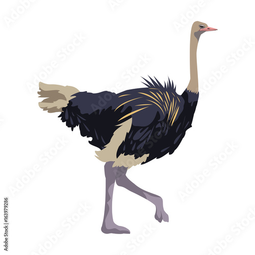 ostrich birds of savannah african fauna wildlife in tropics