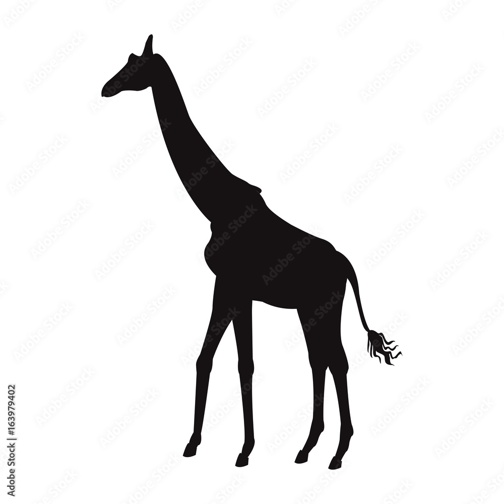 Fototapeta premium giraffe animal herbivore african wildlife