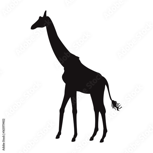 giraffe animal herbivore african wildlife